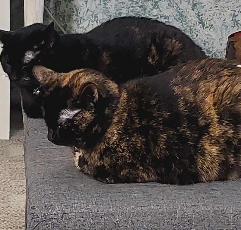 Two tortoiseshell cats, Tracer and D'va, curled up together